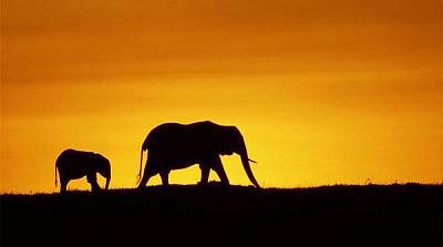 Earth - elefántok