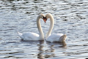 Két hattyú - illusztráció