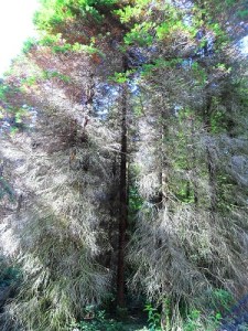 "...fényrácsát mintázza a nap..." Csuvár Erzsébet fotója