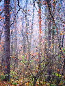 "Talán eltűnök hirtelen" - Csuvár Erzsébet fotója