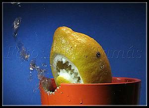 Balla Tamás: Citromcápa Balla Tamás: Citromcápa