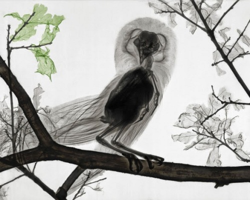 Röntgenbagoly (Finy Petra ezt az illusztrációt a Fb-oldalra tette fel... Fotó: Arie van t' Riet)