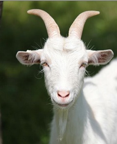 ErdélyiZÁ_Fakanállal illu.álló